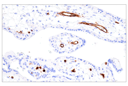 Immunohistochemistry Image 2: CD15/SSEA1 (MMA) Mouse mAb