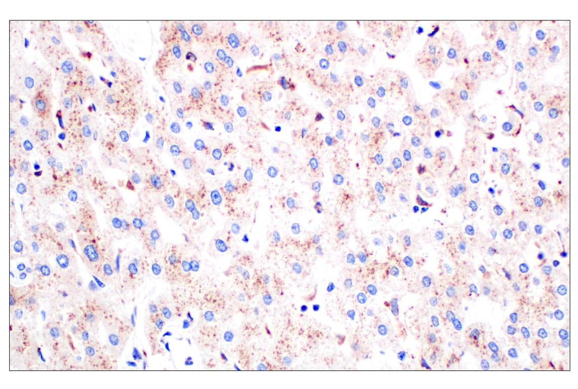 Immunohistochemistry Image 7: Cathepsin A (F8X9E) Rabbit Monoclonal Antibody