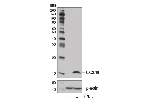 CXCL10 (D5L5L) Rabbit mAb | Cell Signaling Technology