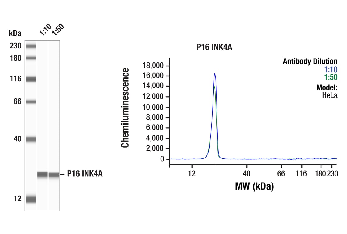 Western Blotting Image 1: p16 INK4A (F9T1L) Rabbit Monoclonal Antibody