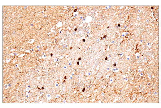 Immunohistochemistry Image 4: CD15/SSEA1 (MMA) Mouse mAb