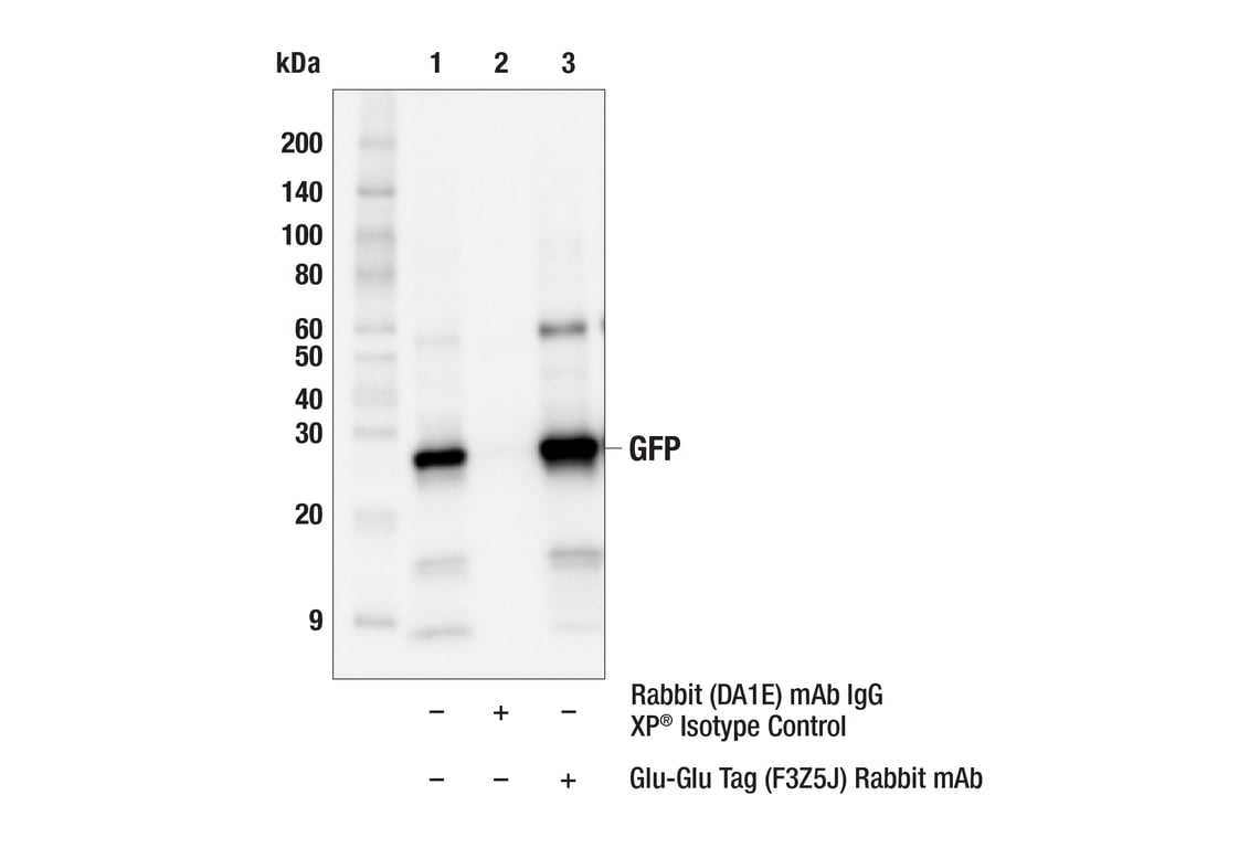 Immunoprecipitation Image 2: Glu-Glu Tag (F3Z5J) Rabbit Monoclonal Antibody