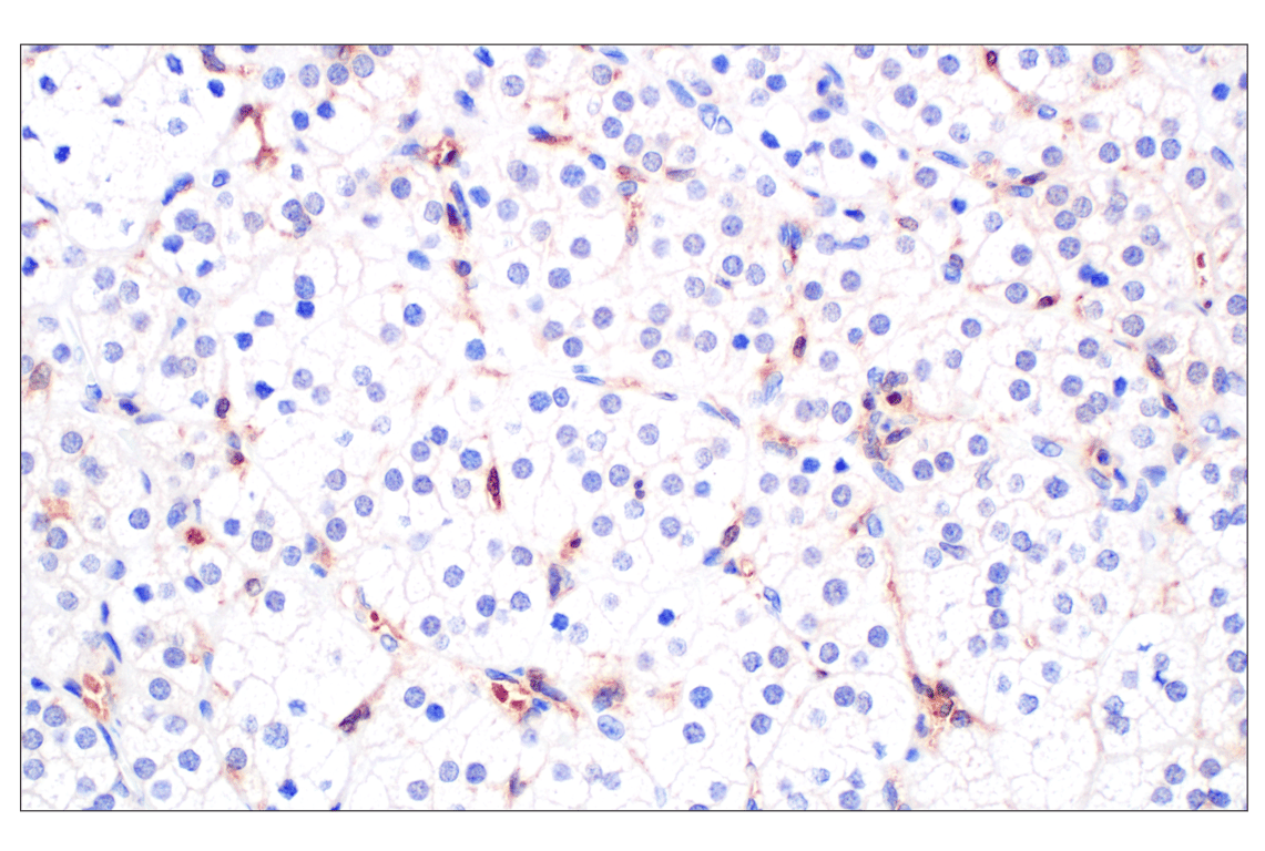 Immunohistochemistry Image 6: BLVRA (F7Z7R) Rabbit Monoclonal Antibody