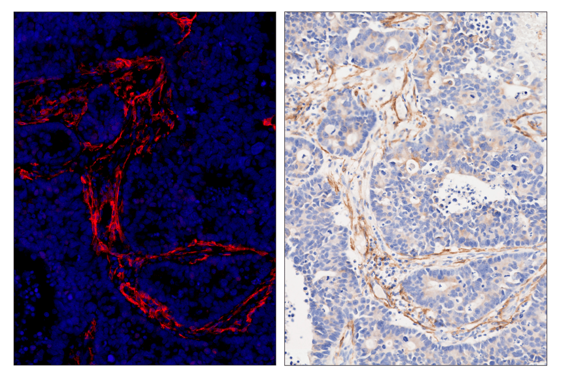 Immunohistochemistry Image 6: TMEM119 (E3E4T) & CO-0130-488 SignalStar<sup>™</sup> Oligo-Antibody Pair
