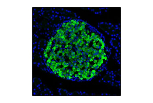 Immunofluorescence Image 1: Insulin (C27C9) Rabbit Monoclonal Antibody