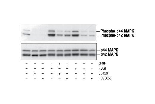 Western Blotting Image 3: Phospho-p44/42 MAPK (Erk1/2) (Thr202/Tyr204) Antibody