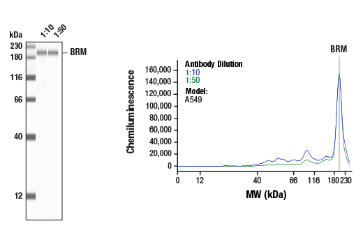 Western Blotting Image 1: BRM (D9E8B) XP<sup>®</sup> Rabbit mAb