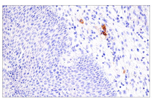 Immunohistochemistry Image 3: DPEP-1/MDP (E4O6J) Rabbit Monoclonal Antibody