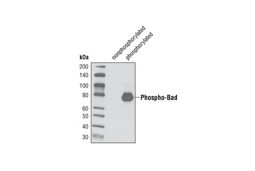 Western Blotting Image 3: Phospho-Bad (Ser136) (D25H8) Rabbit Monoclonal Antibody (BSA and Azide Free)