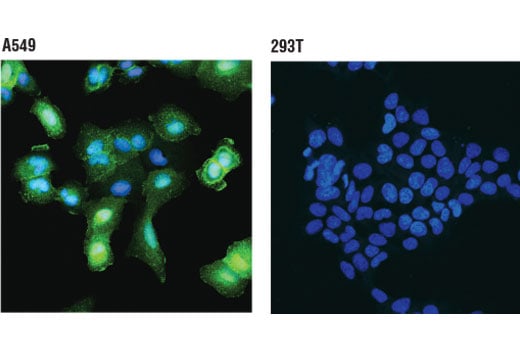 Immunofluorescence Image 1: Annexin A1 (D5V2T) Rabbit Monoclonal Antibody