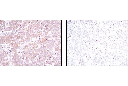 Immunohistochemistry Image 2: Pyruvate Dehydrogenase (C54G1) Rabbit mAb
