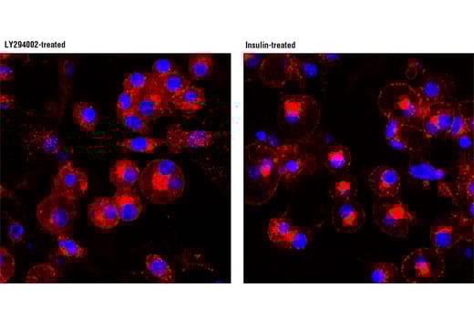 Immunofluorescence Image 1: IRAP (D7C5) Rabbit Monoclonal Antibody