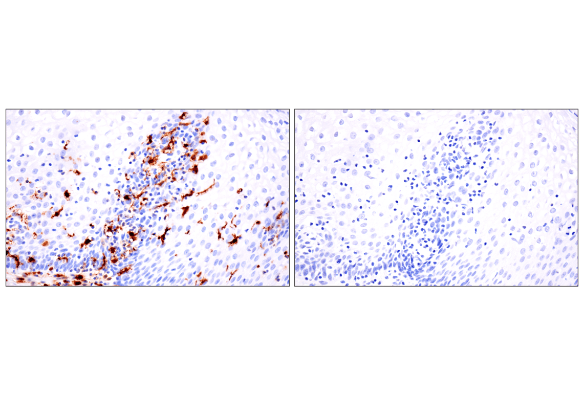 Immunohistochemistry Image 10: p47phox (F3Y6C) Rabbit Monoclonal Antibody (BSA and Azide Free)