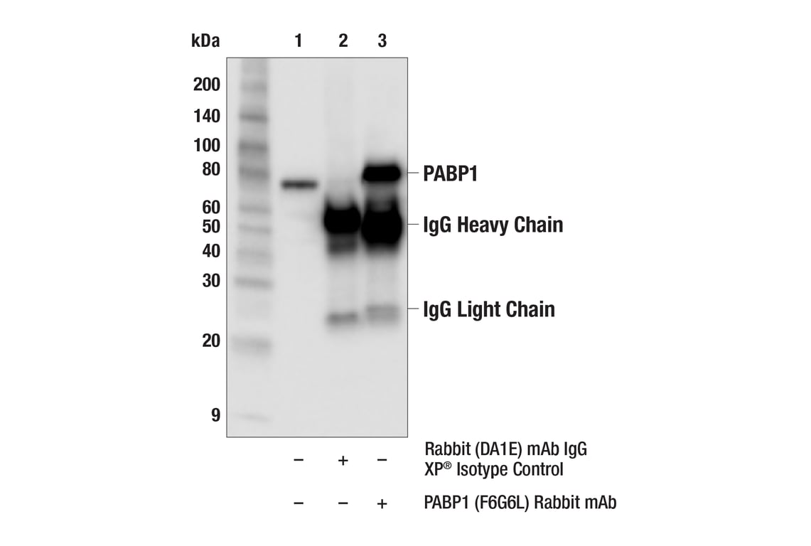 Immunoprecipitation Image 1: PABP1 (F6G6L) Rabbit Monoclonal Antibody