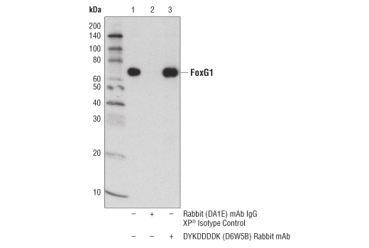Immunoprecipitation Image 1: DYKDDDDK Tag (D6W5B) Rabbit Monoclonal Antibody (Binds to same epitope as Sigma-Aldrich Anti-FLAG M2 antibody)