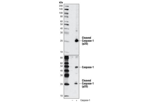 Western Blotting Image 1: Cleaved Caspase-1 (Asp297) (D57A2) Rabbit mAb