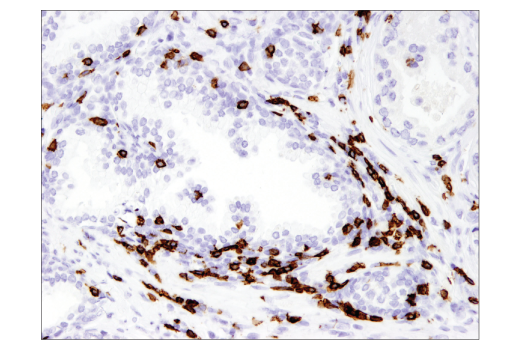 Immunohistochemistry Image 3: CD8 alpha (C8/144B) Mouse Monoclonal Antibody (BSA and Azide Free)