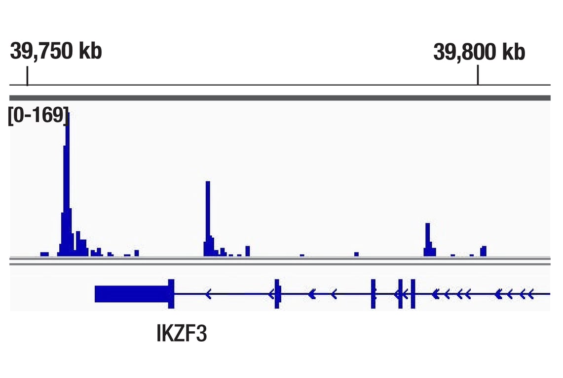 CUT & Tag Image 1: Helios (D4Z6D) Rabbit Monoclonal Antibody