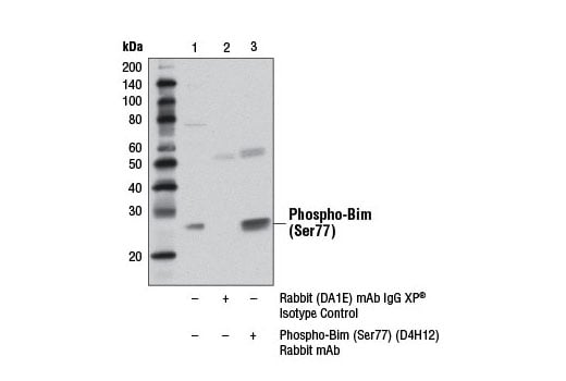 Immunoprecipitation Image 1: Phospho-Bim (Ser77) (D4H12) Rabbit Monoclonal Antibody