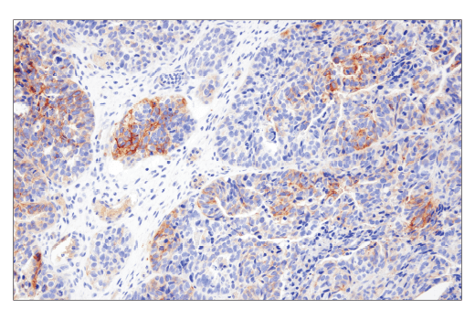 Immunohistochemistry Image 4: TMOD1 (E7E3A) Rabbit Monoclonal Antibody