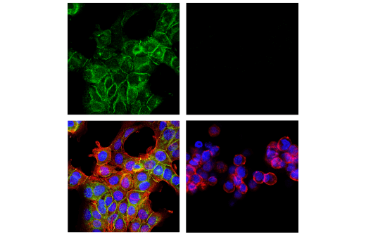 Immunofluorescence Image 1: CD151 (E9M8T) Rabbit Monoclonal Antibody