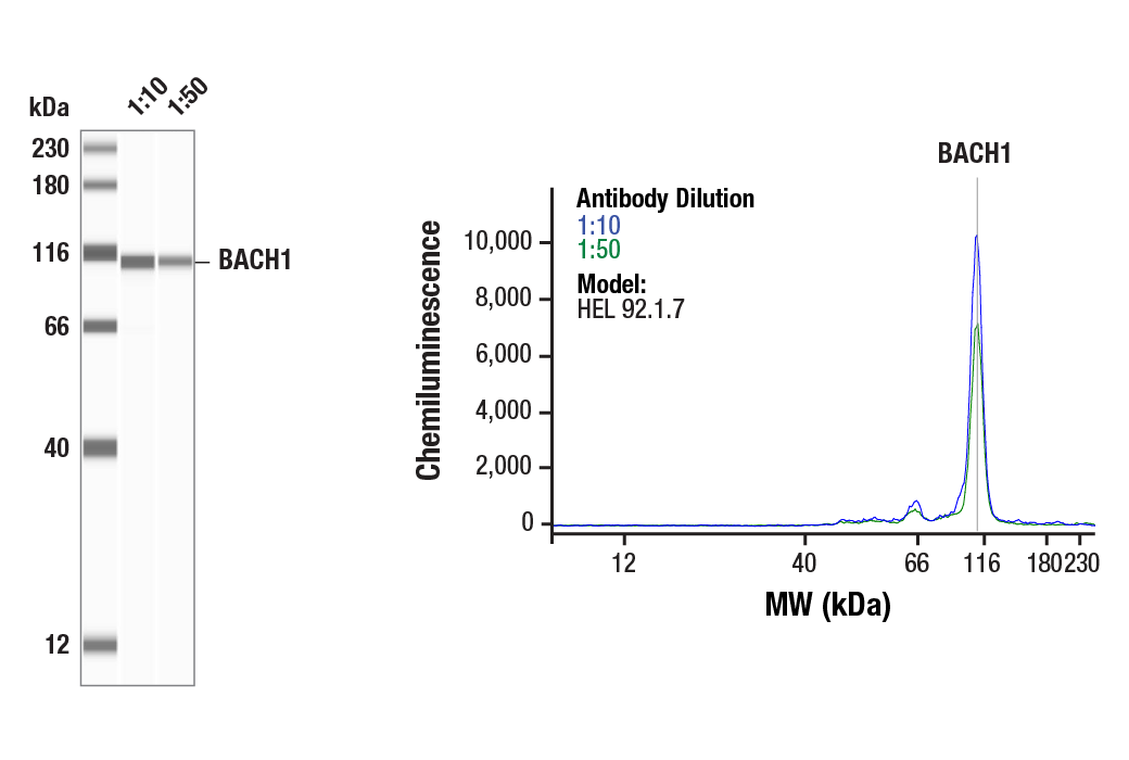 Western Blotting Image 1: BACH1 (E4E7B) Rabbit Monoclonal Antibody