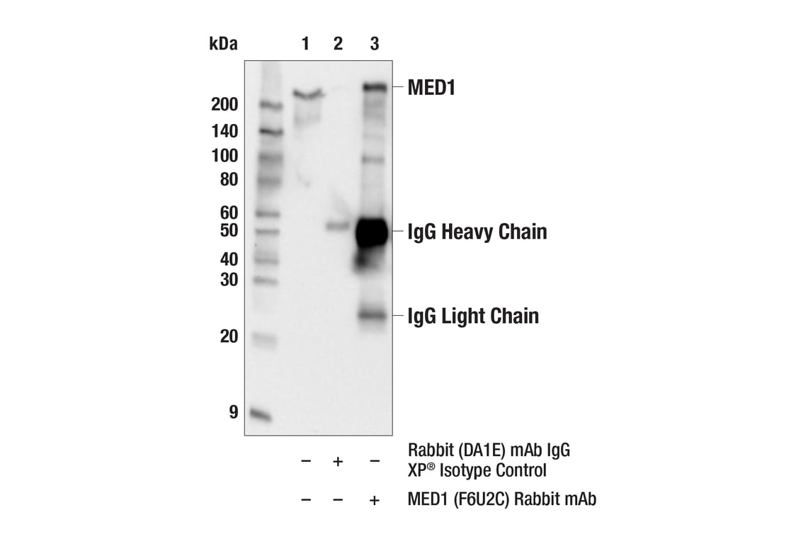 Immunoprecipitation Image 1: MED1 (F6U2C) Rabbit Monoclonal Antibody