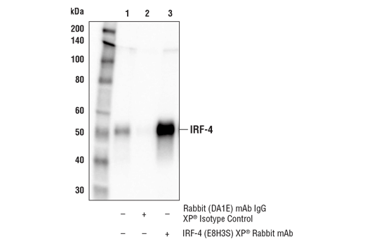 Immunoprecipitation Image 1: IRF-4 (E8H3S) XP<sup>®</sup> Rabbit mAb