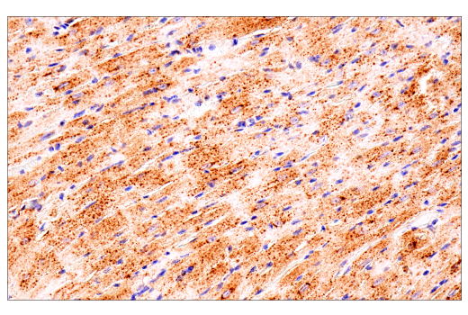 Immunohistochemistry Image 3: LAMP1 (E6N3R) Rabbit Monoclonal Antibody
