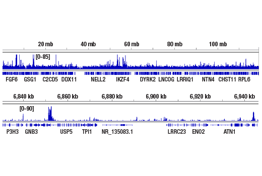 CUT & RUN Image 1: FoxP1 (D35D10) Rabbit Monoclonal Antibody