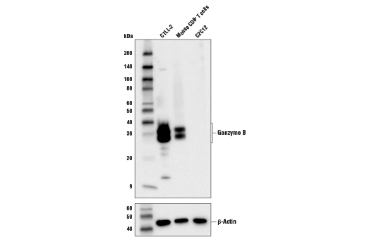 Western Blotting Image 2: Granzyme B (D2H2F) Rabbit Monoclonal Antibody