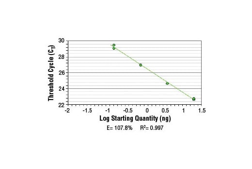 Chromatin Immunoprecipitation Image 2: SimpleChIP<sup>®</sup> Mouse AFM Intron 2 Primers