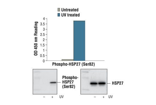 ELISA Image 1: PathScan<sup>®</sup> Phospho-HSP27 (Ser82) Sandwich ELISA Kit