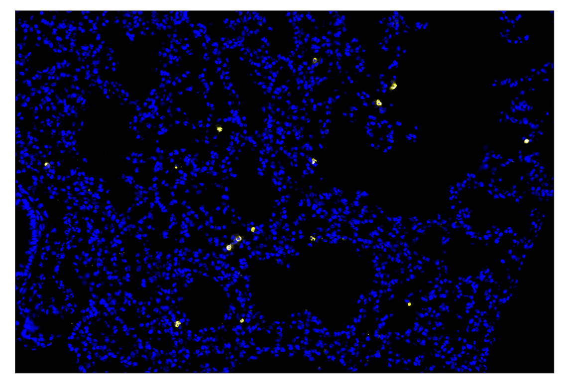 Immunohistochemistry Image 1: Eosinophil cationic protein (F3G7N) & CO-0230-488 SignalStar<sup>®</sup> Oligo-Antibody Pair