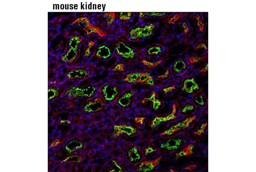Immunofluorescence Image 1: MRP4/ABCC4 (D2Q2O) Rabbit Monoclonal Antibody (BSA and Azide Free)