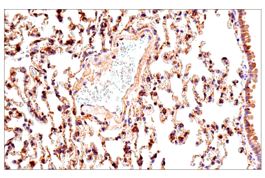 Immunohistochemistry Image 5: Maoa (E3L3B) Rabbit Monoclonal Antibody