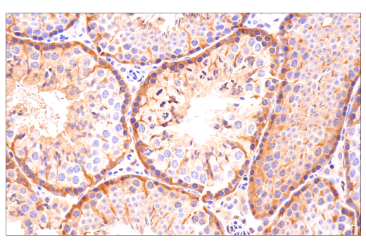 YAP/TAZ (E9M8G) Rabbit mAb (BSA and Azide Free) | Cell