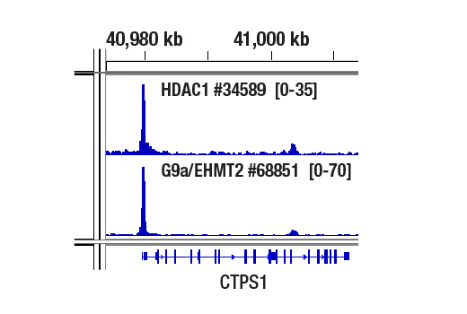 CUT & RUN Image 1: G9a/EHMT2 (D5R4R) Rabbit Monoclonal Antibody