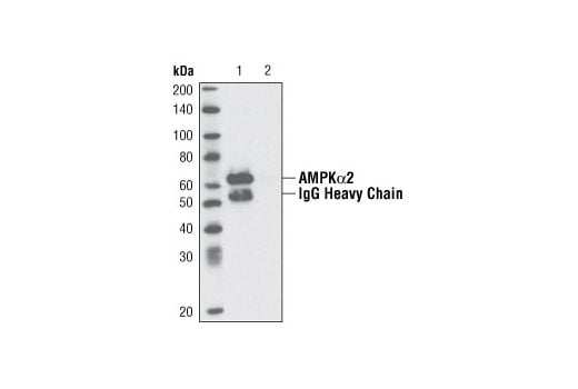 Immunoprecipitation Image 1: AMPK alpha2 Antibody