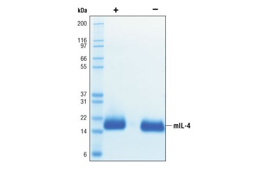 undefined Image 2: Mouse Interleukin-4 (mIL-4)