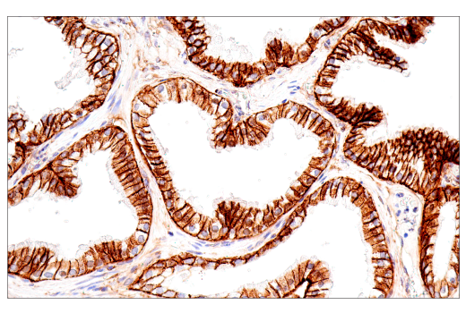 Immunohistochemistry Image 8: CD99 (PCB1) Mouse mAb