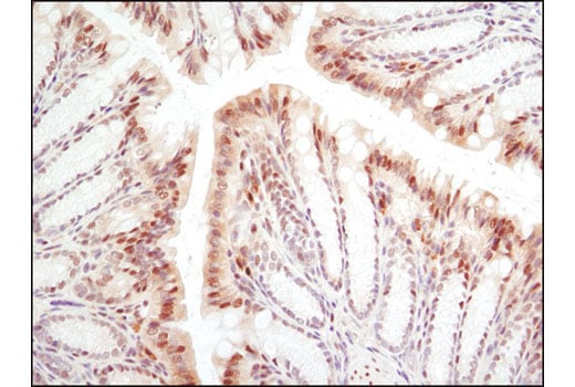 Immunohistochemistry Image 2: GAPDH (D16H11) Rabbit Monoclonal Antibody (BSA and Azide Free)