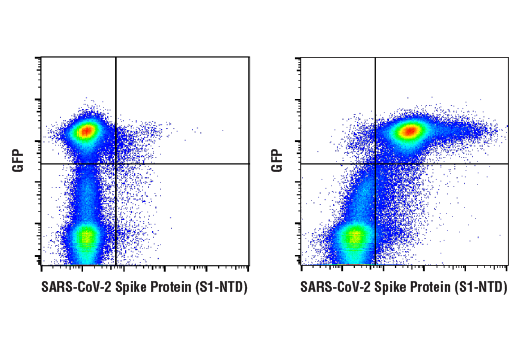 Flow Cytometry Image 1: SARS-CoV-2 Spike Protein (S1-NTD) (E7M5X) Mouse Monoclonal Antibody