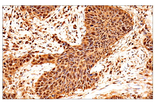 Immunohistochemistry Image 3: Ubiquitin (E6K4Y) Rabbit Monoclonal Antibody (BSA and Azide Free)