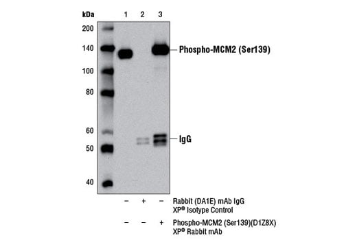 Immunoprecipitation Image 1: Phospho-MCM2 (Ser139) (D1Z8X) Rabbit Monoclonal Antibody