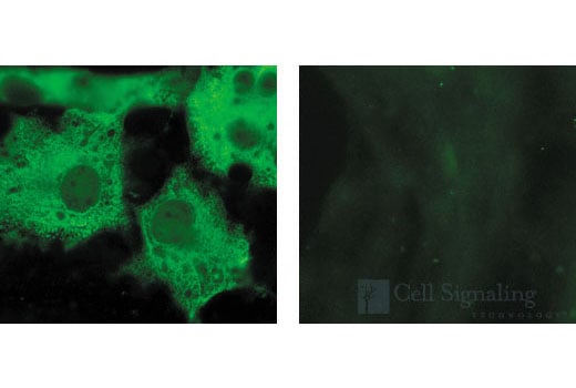 Immunofluorescence Image 1: GST-Tag (26H1) Mouse Monoclonal Antibody