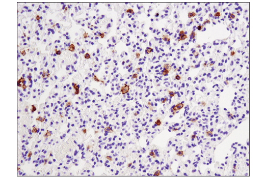 Immunohistochemistry Image 3: CD11c (D1V9Y) Rabbit Monoclonal Antibody