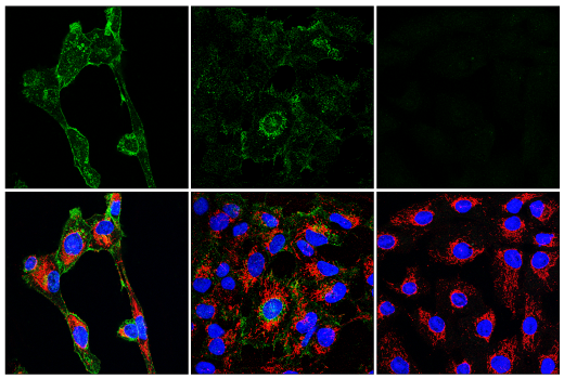 Immunofluorescence Image 1: Sphingosine-1-Phosphate Receptor 1 (E8U3O) Rabbit Monoclonal Antibody
