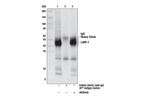 Immunoprecipitation Image 1: LAIR-1 Antibody