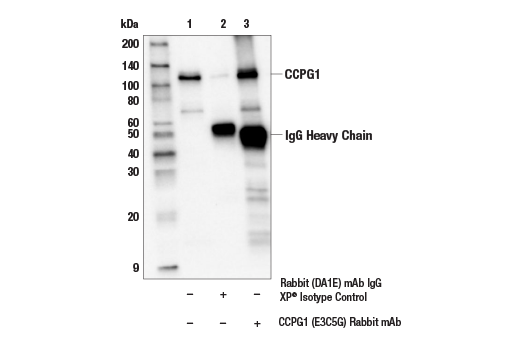 undefined Image 15: ER Homeostasis Antibody Sampler Kit